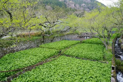 Un champ de wasabi