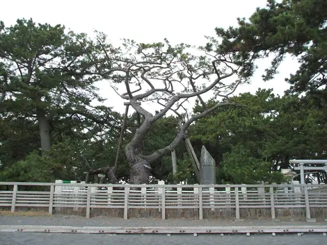 Hagoromo no Matsu