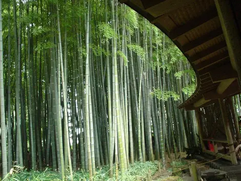 hokokuji kamakura hokokuji kamakura