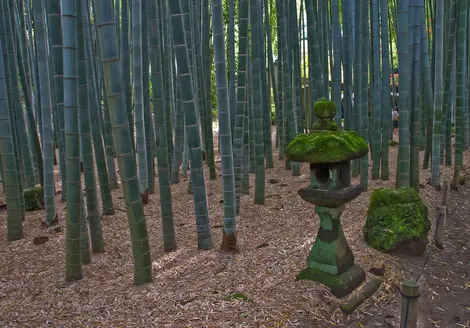 Hokokuji Bamboo Hokokuji Bamboo