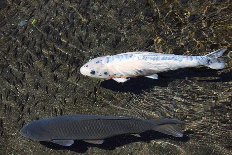 Los koi se pasean en las aguas puras del Suizen-ji. Los koi se pasean en las aguas puras del Suizen-ji.