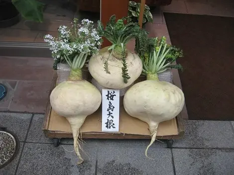 Les radis du Sakurajima