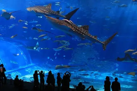 Les requins-baleines de l'aquarium Churaumi Les requins-baleines de l'aquarium Churaumi