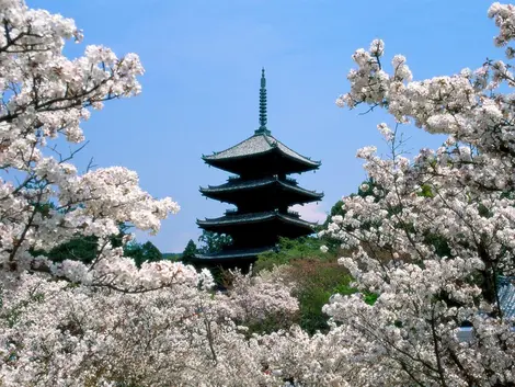 Los cerezos en flor del Ninna-ji.