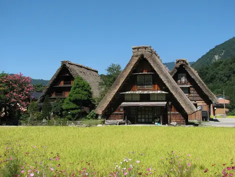 Casas tradicionales gassho-zukuri, en el pequeño pueblo de Shirakawago, cerca de Takayama Casas tradicionales gassho-zukuri, en el pequeño pueblo de Shirakawago, cerca de Takayama
