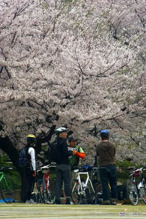 Profiter des cerisiers en fleur à vélo Profiter des cerisiers en fleur à vélo