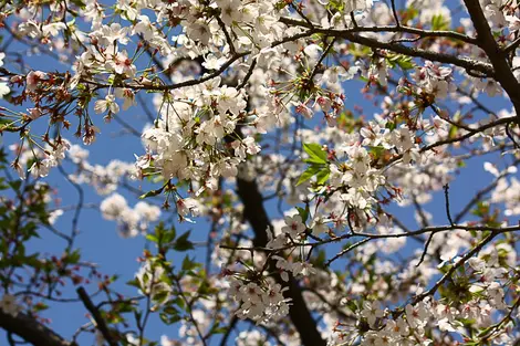 Kirschblüten im Frühling