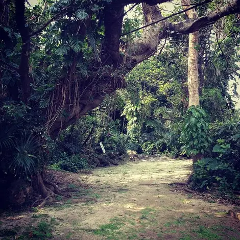 La nature sur Kume-jima