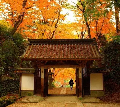 La entrada del templo Kojakuji rodeada de árboles de gingko biloba. La entrada del templo Kojakuji rodeada de árboles de gingko biloba.