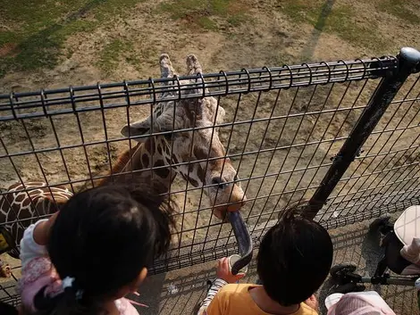 La hora de la comida de las girafas en el Himeji Central Park.