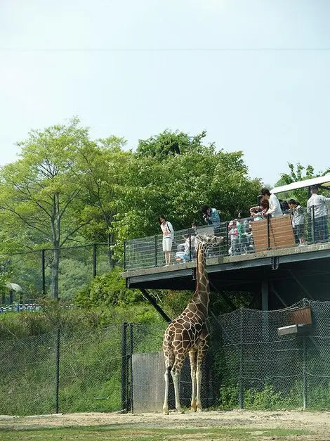 Girafas en el Himeji Central Park. Girafas en el Himeji Central Park.