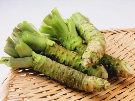 Des racines de wasabi