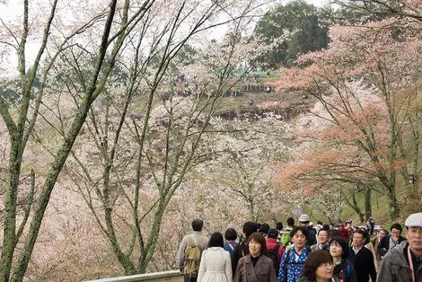 Les allées bondées du Mont Yoshino à l'heure du Hanami Les allées bondées du Mont Yoshino à l'heure du Hanami