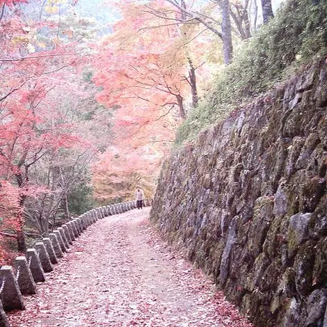 Un petit chemin recouvert de fleurs de cerisiers sur le Mont Yoshino. Un petit chemin recouvert de fleurs de cerisiers sur le Mont Yoshino.