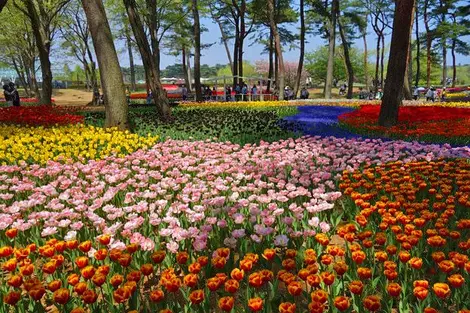 Pendant une courte période au mois d'avril, ce sont les tulipes qui fleurissent au parcs Hitachi Kaihin Pendant une courte période au mois d'avril, ce sont les tulipes qui fleurissent au parcs Hitachi Kaihin