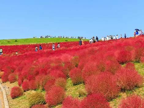 Les Kochia du Hitachi Seaside Park virent au rouge. Les Kochia du Hitachi Seaside Park virent au rouge.