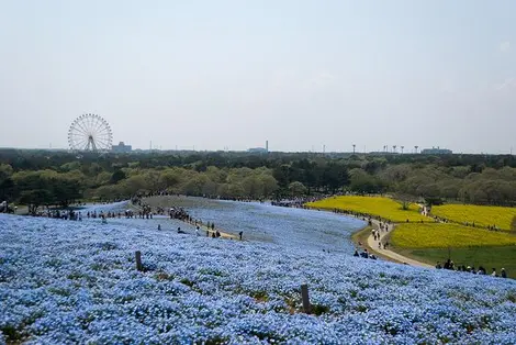 Les némophiles du Hitachi Seaside Park Les némophiles du Hitachi Seaside Park