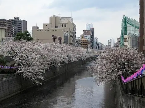 Cherry blossoms by the Meguro river Cherry blossoms by the Meguro river