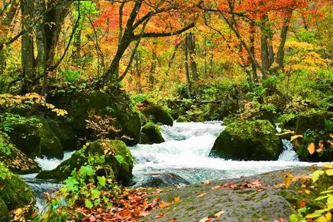 Oirase Keiryu à l'automne Oirase Keiryu à l'automne