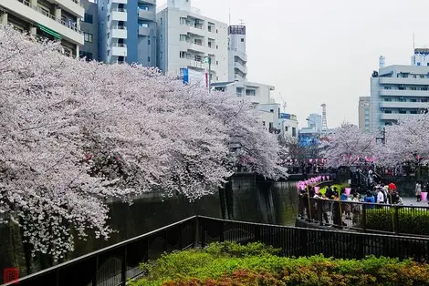 Les abords de la rivière Meguro à l'heure du Hanami Les abords de la rivière Meguro à l'heure du Hanami