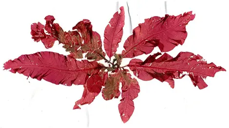 Les algues dulse au naturel.
