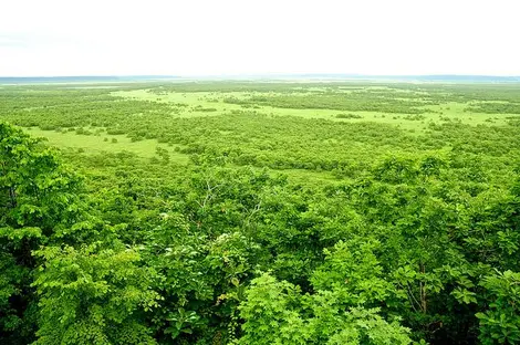 La foret primaire du parc Kushiro Shitsugen