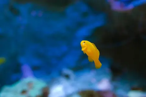 Un petit poisson jaune de l'Epson Aqua Park Un petit poisson jaune de l'Epson Aqua Park