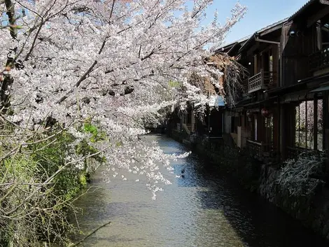 El canal de Shirakawa en Kyoto.