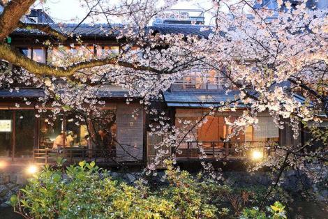 Cerezos en flor y hojas verdes frente a las machiya en el barrio Shirakawa.