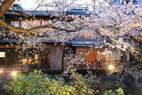 Cerisiers et verdure sur fond de machiya dans le quartier de Shirakawa.