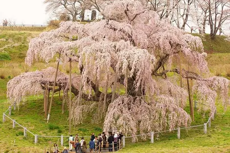 Le magnifique shidare zakura de la ville de Miharu. Le magnifique shidare zakura de la ville de Miharu.