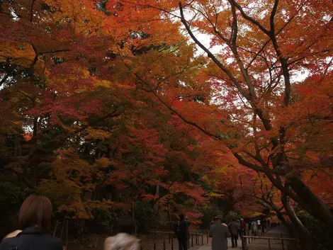 La haie d'érables qui accueille le visiteur au Komyo-ji. La haie d'érables qui accueille le visiteur au Komyo-ji.