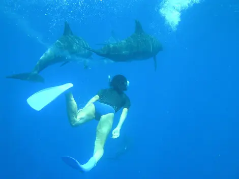 Parmi les nombreuses activités : nager avec les dauphins