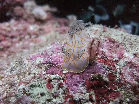 Une limace de mer photographiée lors d'une séance de snorkeling dans les îles Miyako.