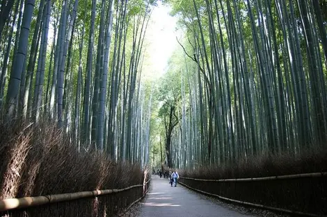 Les chemins de la bambouseraie d'Arashiyama