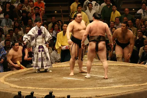 Sumo Sumo
