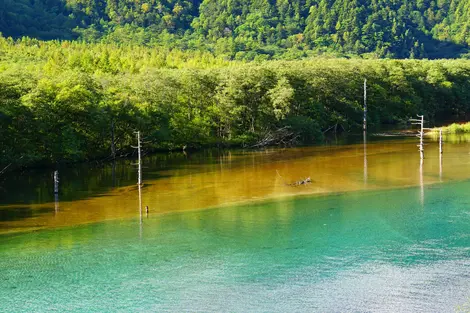 Les arbres morts du lac à Kamikochi