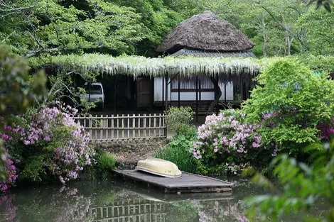 La beauté du Mifuneyama, son mac et sa glycine. La beauté du Mifuneyama, son mac et sa glycine.