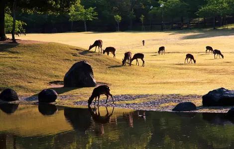 Quelques daims, un matin à Nara.