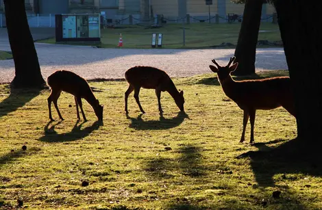 Des daims dans la lumière du matin à Nara.