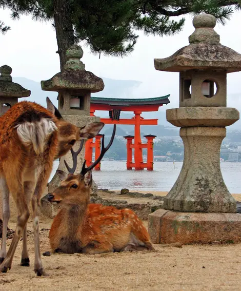 Les daims de Miyajima.