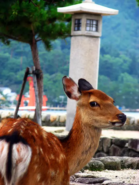 Un des petits daims de Miyajima.