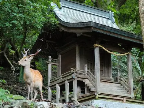 Le Kashima-jinja et un petit daim de l'île. Le Kashima-jinja et un petit daim de l'île.