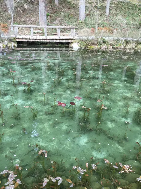 Une belle vue sur l'étang de Nemichi.