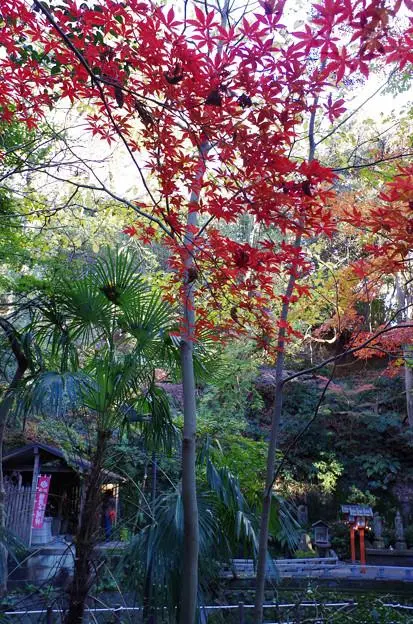 La belle vallée de La vallée Todoroki à l'automne. La belle vallée de La vallée Todoroki à l'automne.