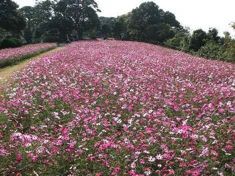 Champs de cosmos à Nokonoshima Champs de cosmos à Nokonoshima