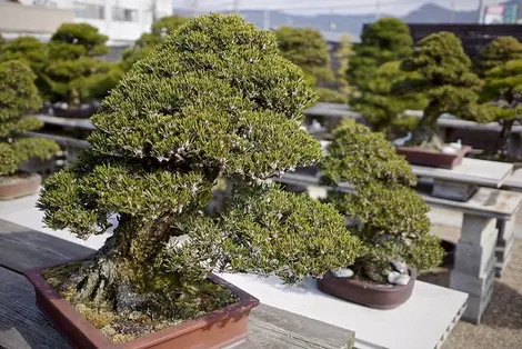 Un bonsaï à Kinashi, Takamtsu Un bonsaï à Kinashi, Takamtsu