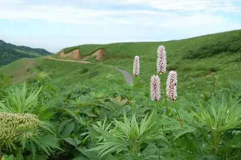 La flore de l'île Rebun La flore de l'île Rebun