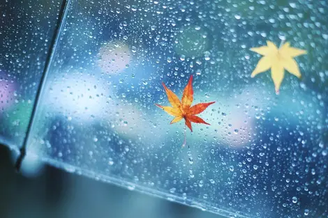 Parapluie Parapluie