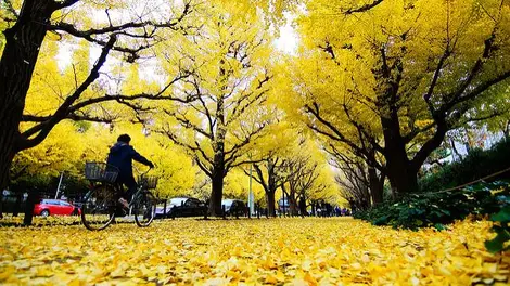 Les ginkgos près du Meiji Jingu Gaien